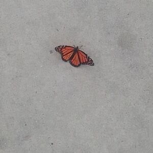 Meet your Posher, Veronica